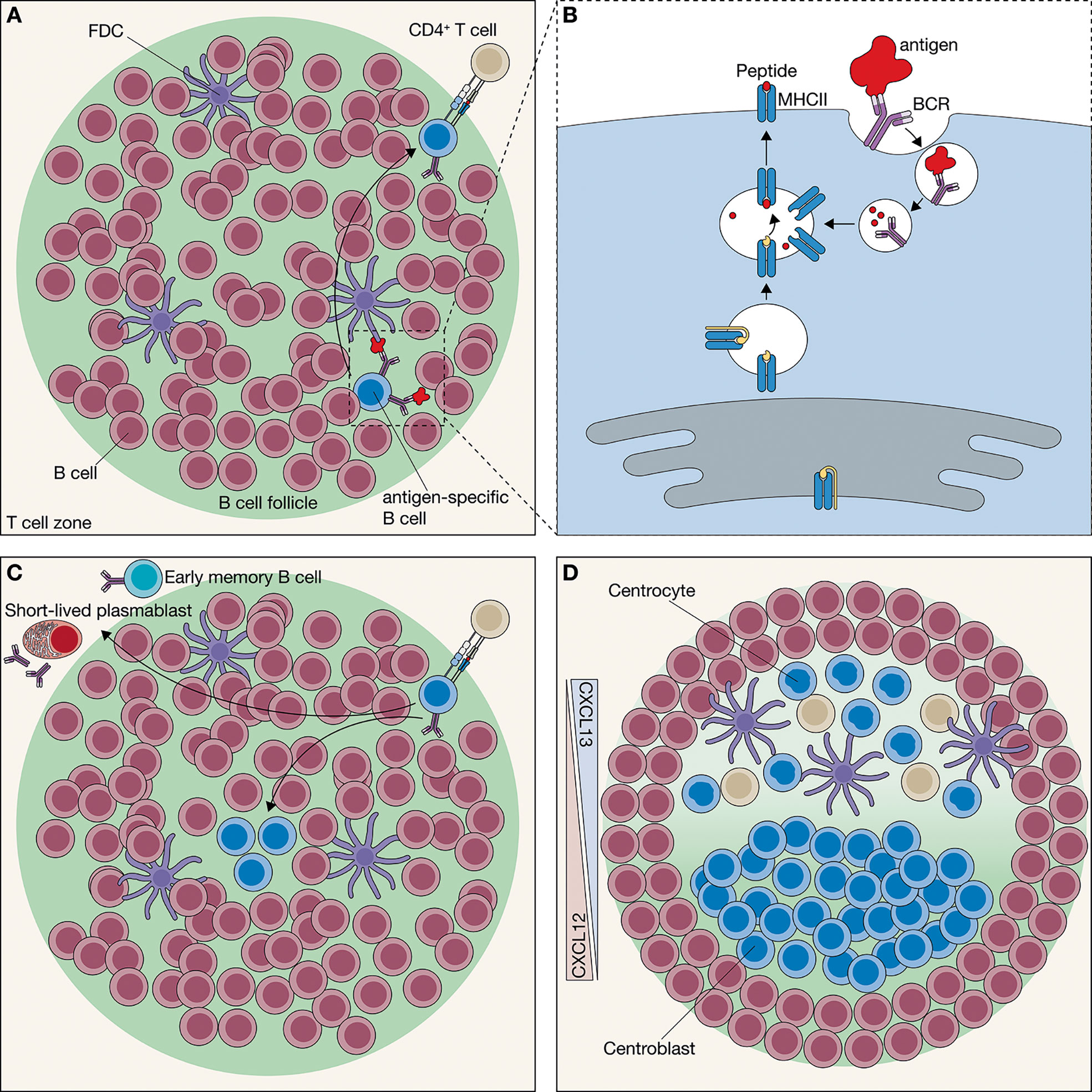 The Scope of Blood Grouping in the Elucidation of Problems of