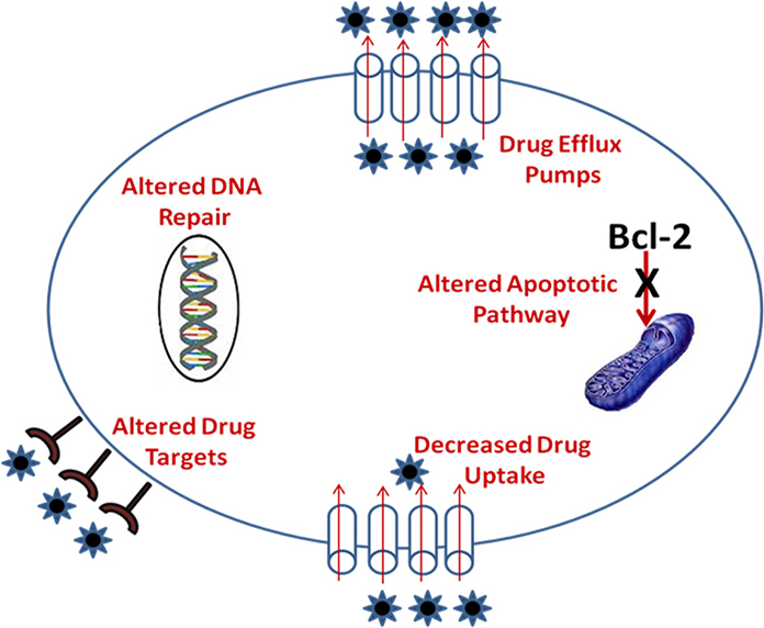 The drug efflux pump MDR1 promotes intrinsic and acquired resistance to  PROTACs in cancer cells