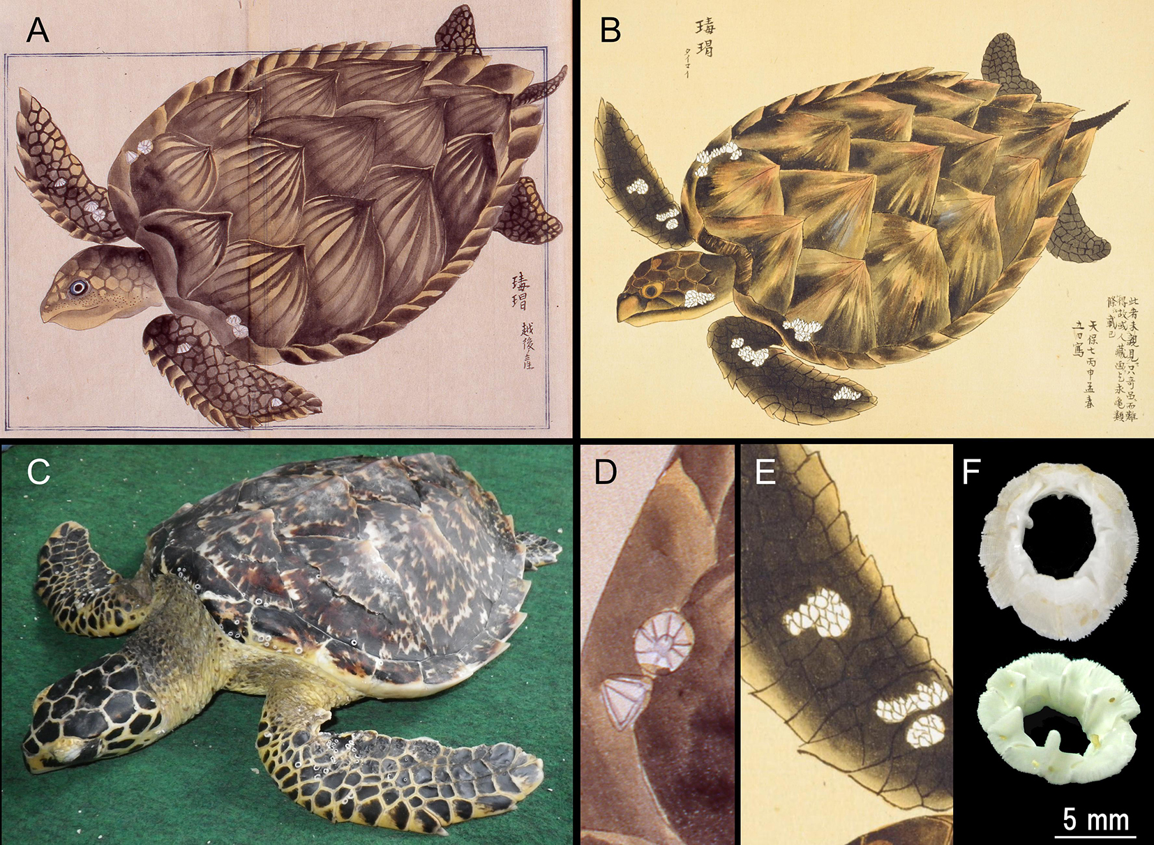 Hawksbill Turtle, Sea Turtles, Species