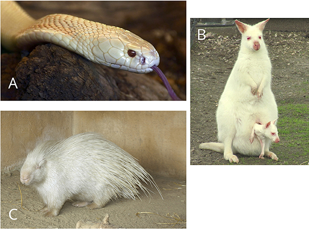 Figure 1 - Albino animals have a genetic mutation that blocks the production of melanin, the pigment that gives color to skin, fur, feathers, and eyes.