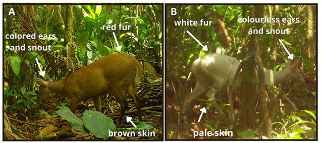 Figure 3 - Red-brocket deer photographed with our camera traps.