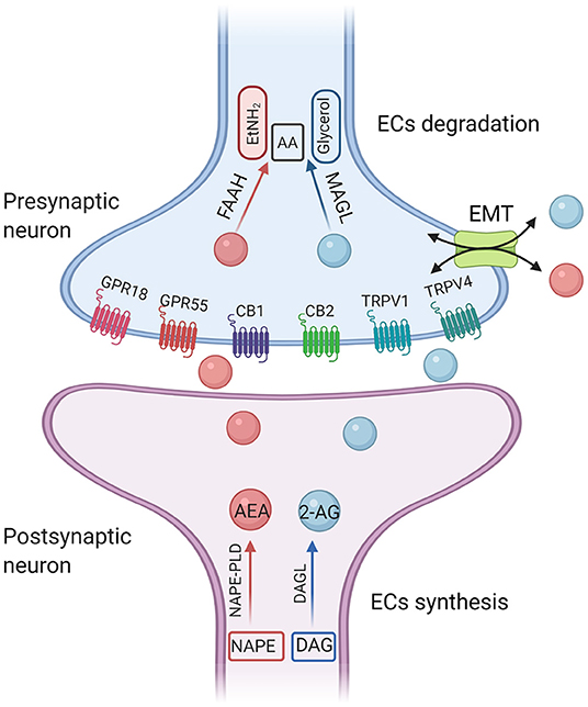 Frontiers | Endocannabinoid System Unlocks the Puzzle of Autism