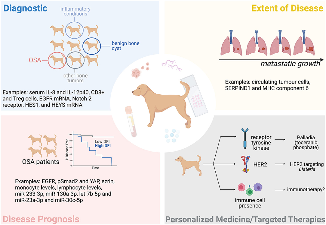 Frontiers | Recent Advances in the Discovery of Biomarkers for Canine  Osteosarcoma