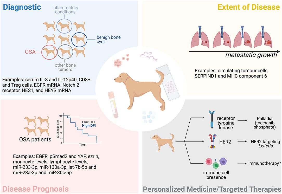 how do they test for bone cancer in dogs