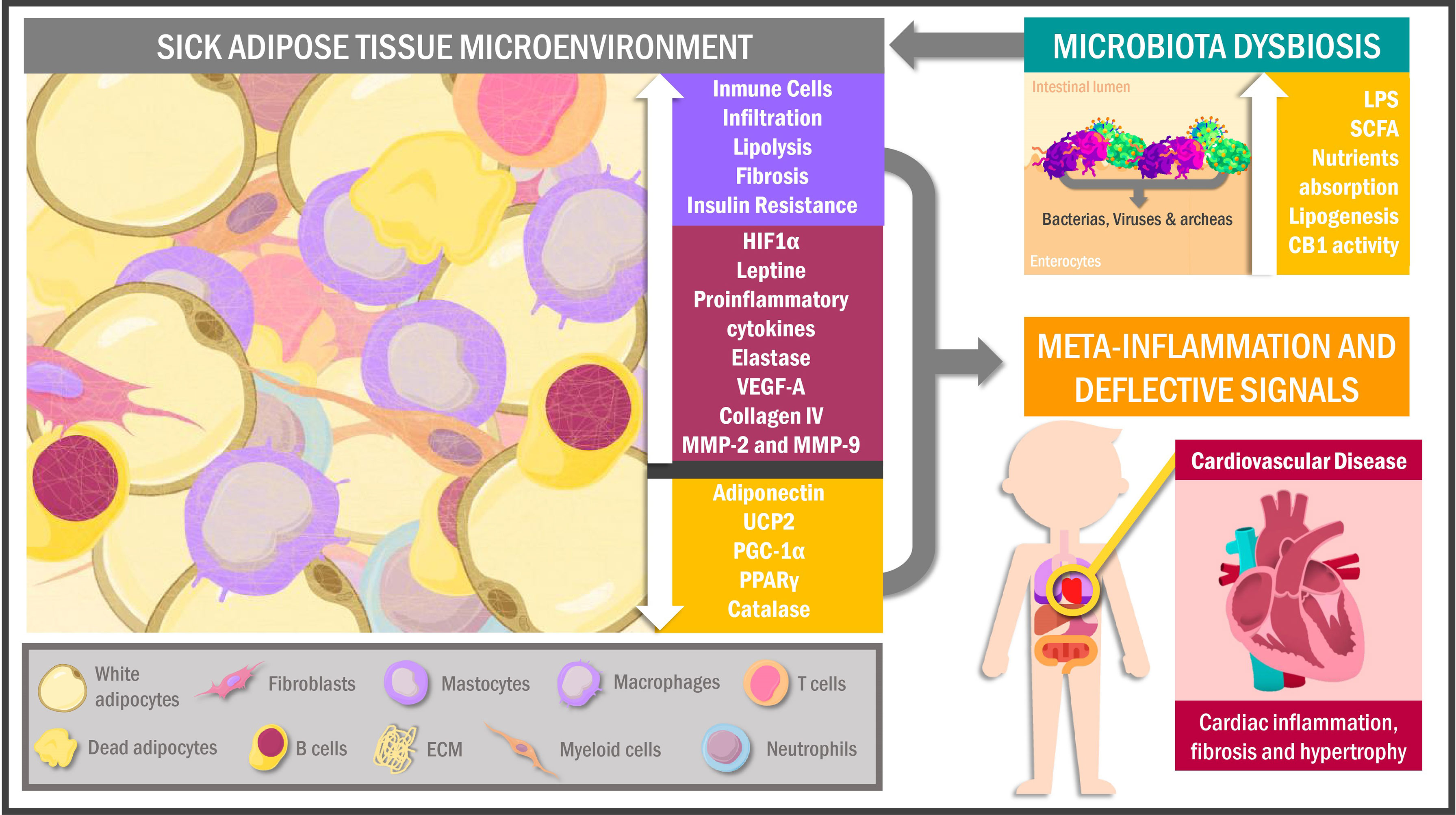 Frontiers  Deleterious Effects of Epicardial Adipose Tissue