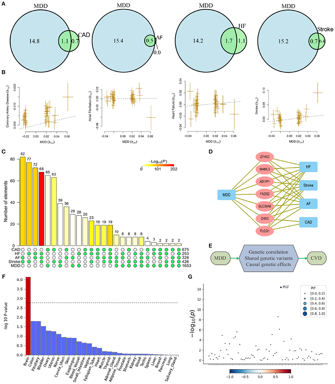 Polygenic heterogeneity in antidepressant treatment and placebo response