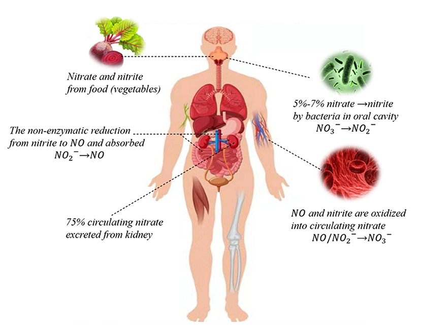 829px x 641px - Frontiers | Nitrate Metabolism and Ischemic Cerebrovascular Disease: A  Narrative Review