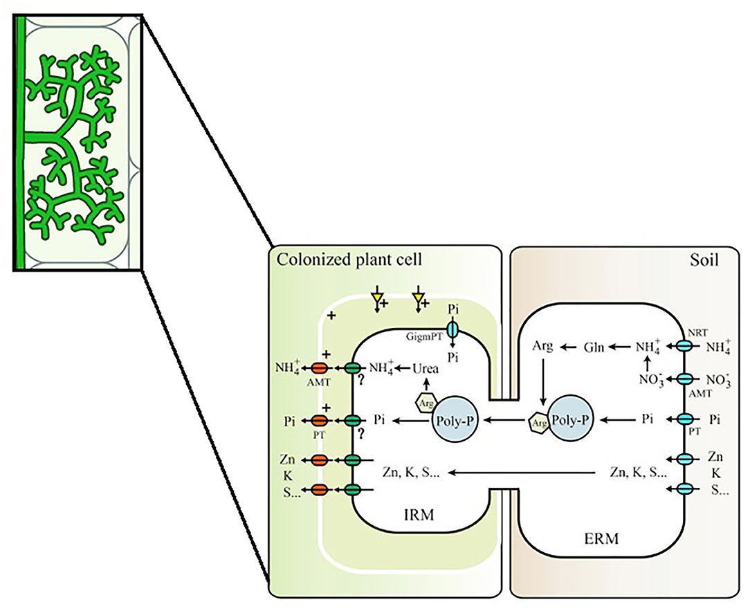 Arbuscular mycorrhizal networks: process and functions. A review