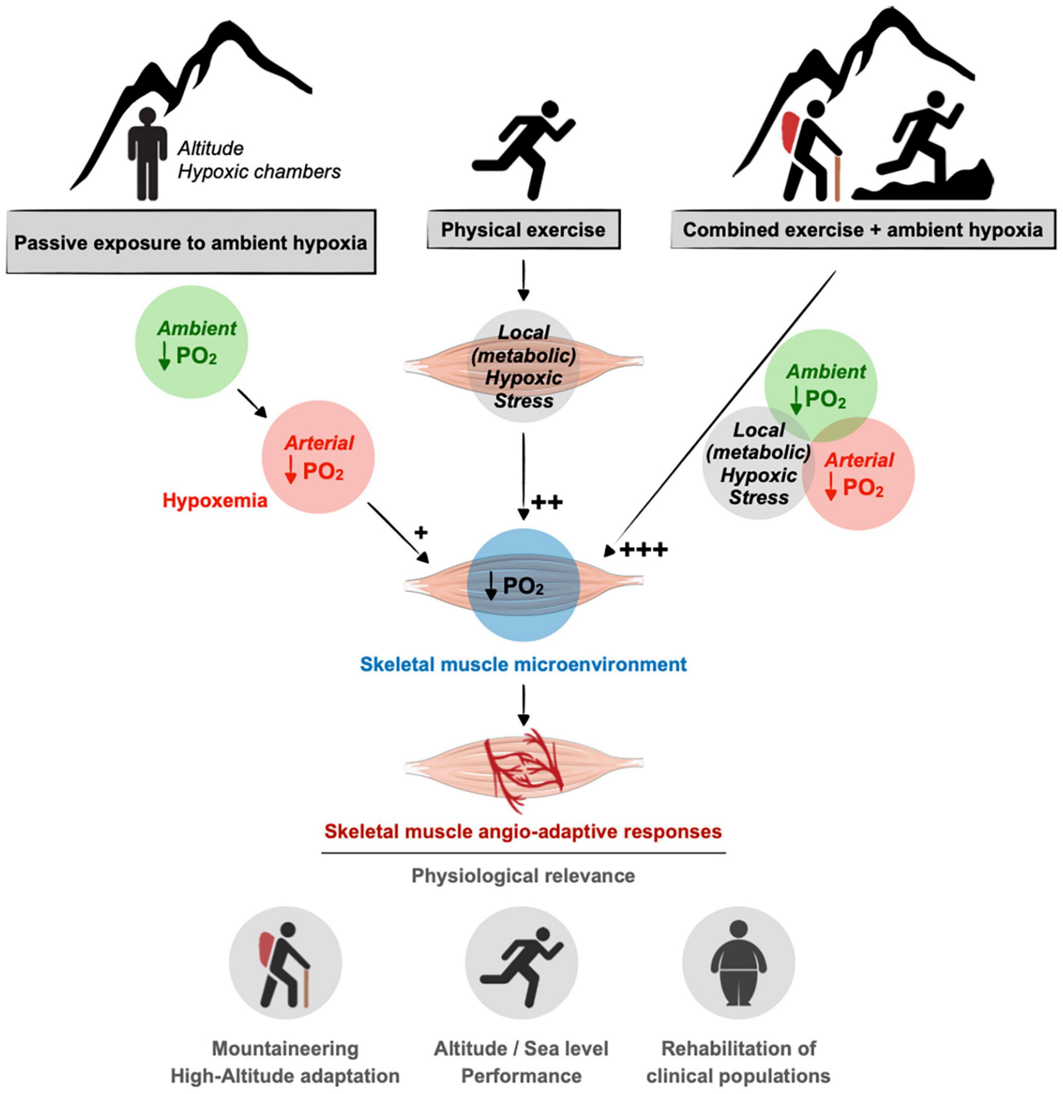 Frontiers  Altitude, Exercise, and Skeletal Muscle Angio-Adaptive  Responses to Hypoxia: A Complex Story