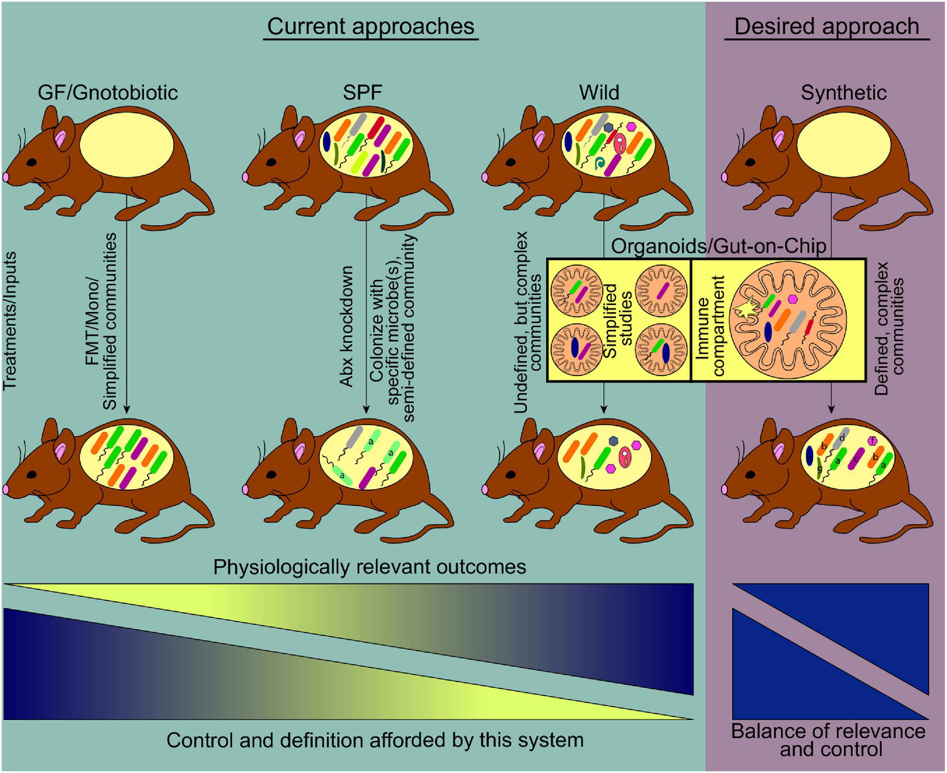 The Natural History of Model Organisms: The Norway rat, from an obnoxious  pest to a laboratory pet