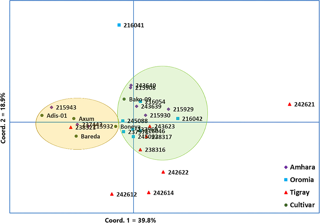 Genome analyses reveal population structure and a purple stigma color gene  candidate in finger millet