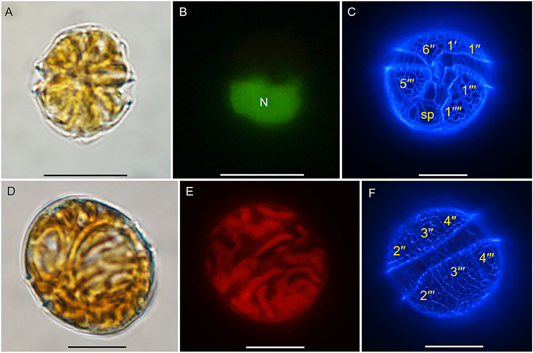 Frontiers | Novel Non-paralytic Shellfish Toxin and Non Frontiers | Novel Non-paralytic Shellfish Toxin and Non