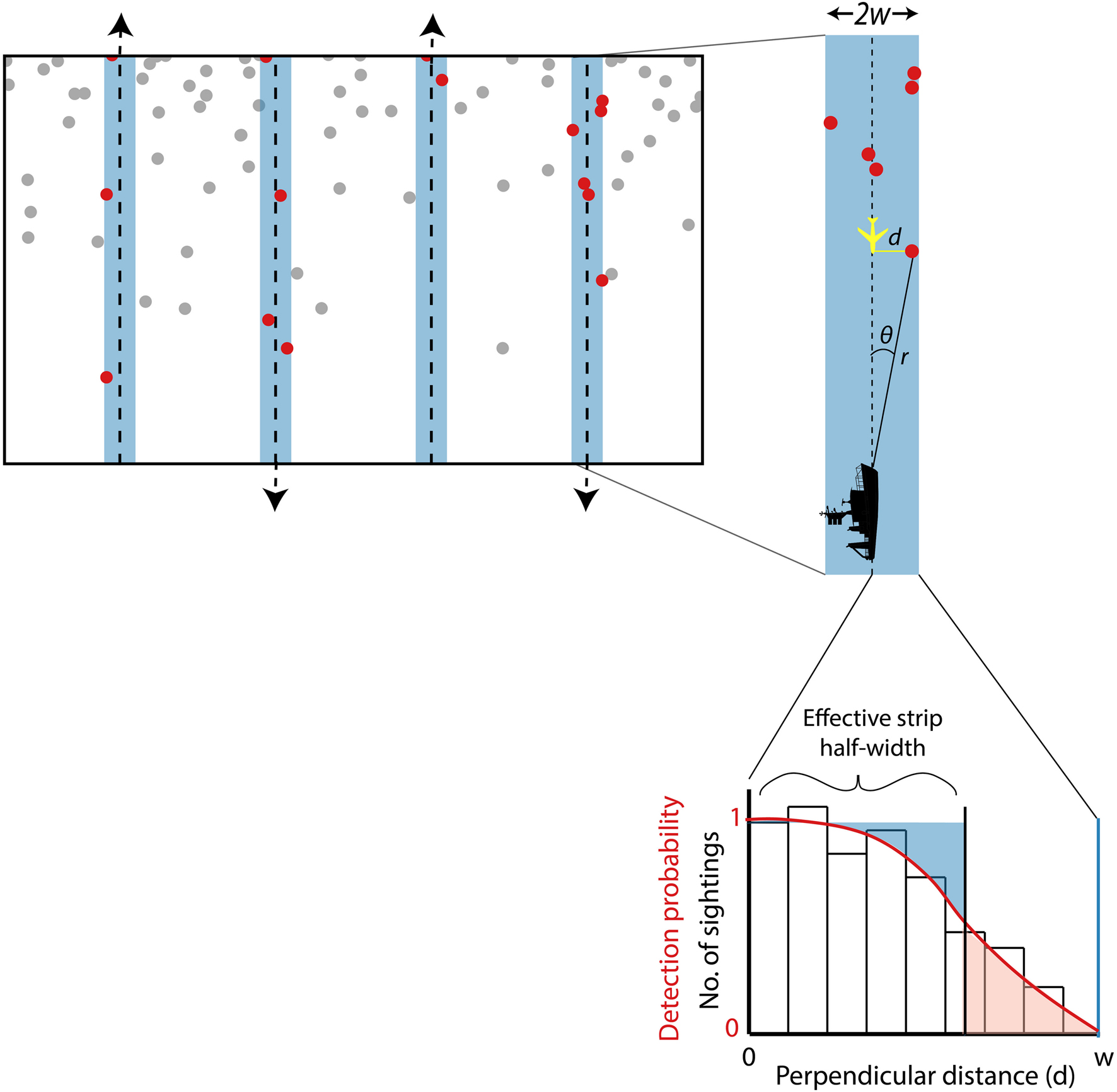 PDF) Estimating Population Size with Noninvasive Capture‐Mark‐Recapture Data