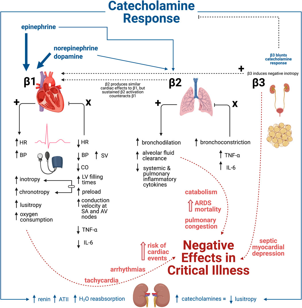 difference between selective and nonselective beta blockers