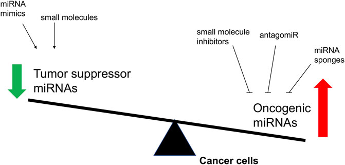 Frontiers  MicroRNA-34a: Potent Tumor Suppressor, Cancer Stem Cell  Inhibitor, and Potential Anticancer Therapeutic