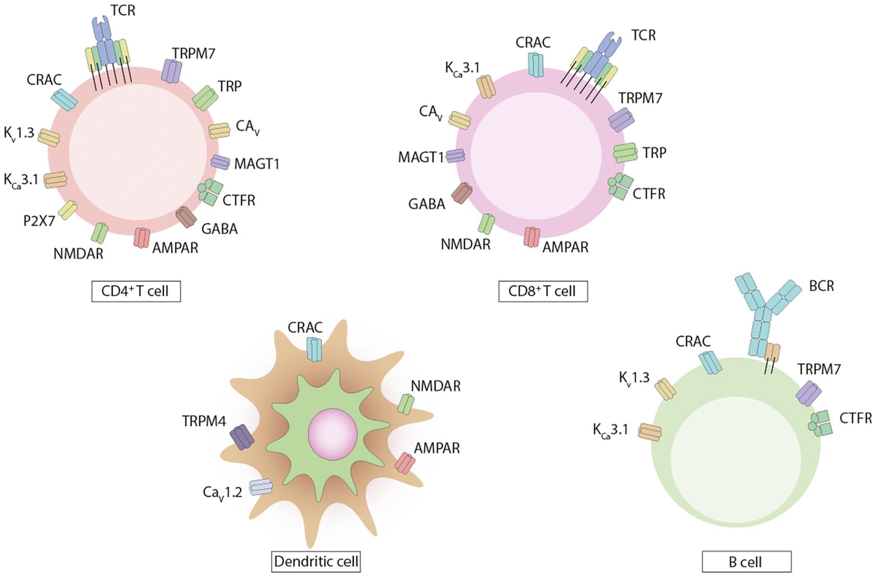 Herpes simplex virus enhances chemokine function through modulation of  receptor trafficking and oligomerization