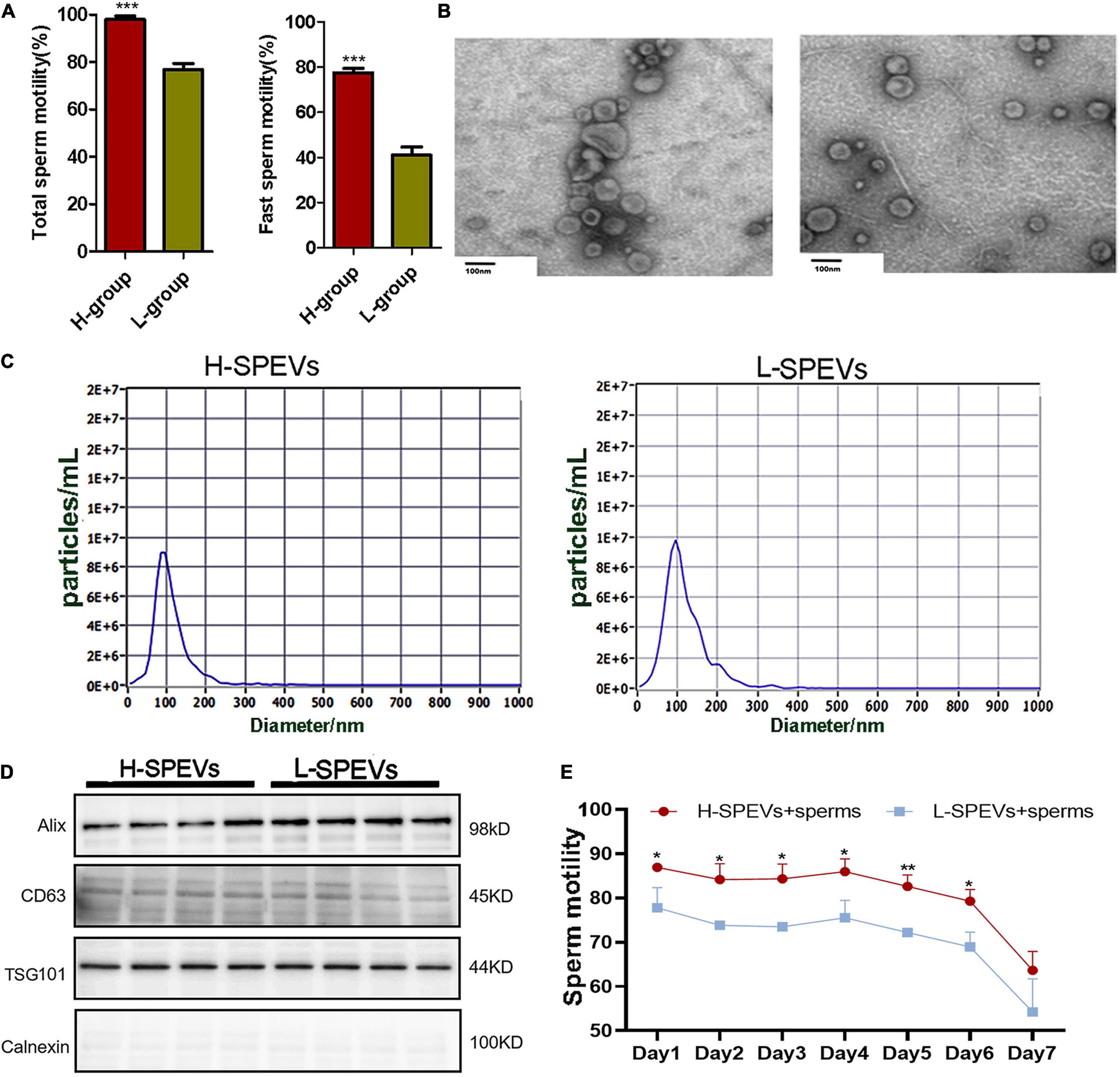 | MicroRNA-222 Transferred From Extracellular Vesicles Inhibits Sperm Apoptosis by Targeting BCL2L11 Cell and Developmental Biology