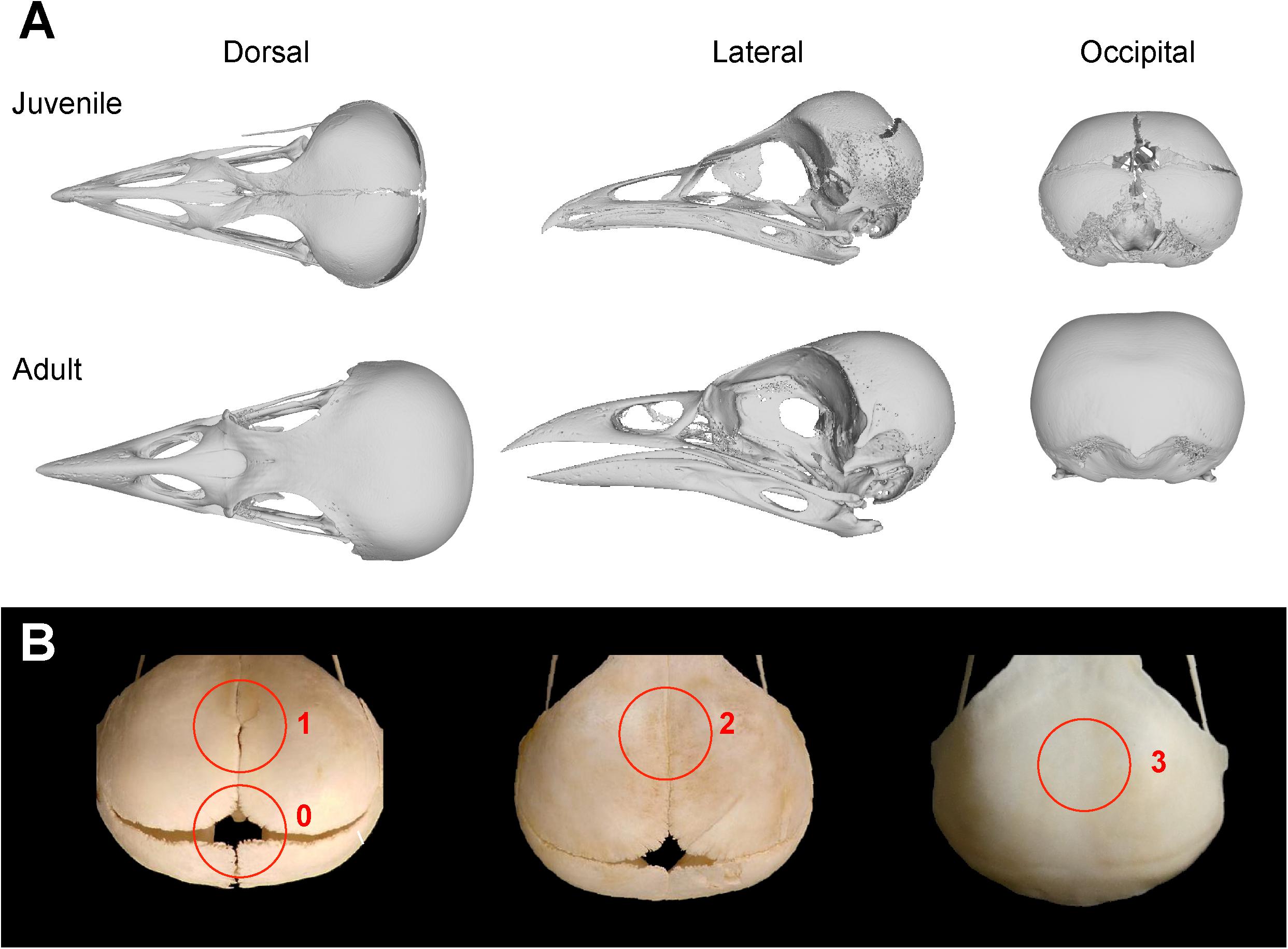 Frontiers  Common Patterns of Skull Bone Fusion and Their Potential to  Discriminate Different Ontogenetic Stages in Extant Birds