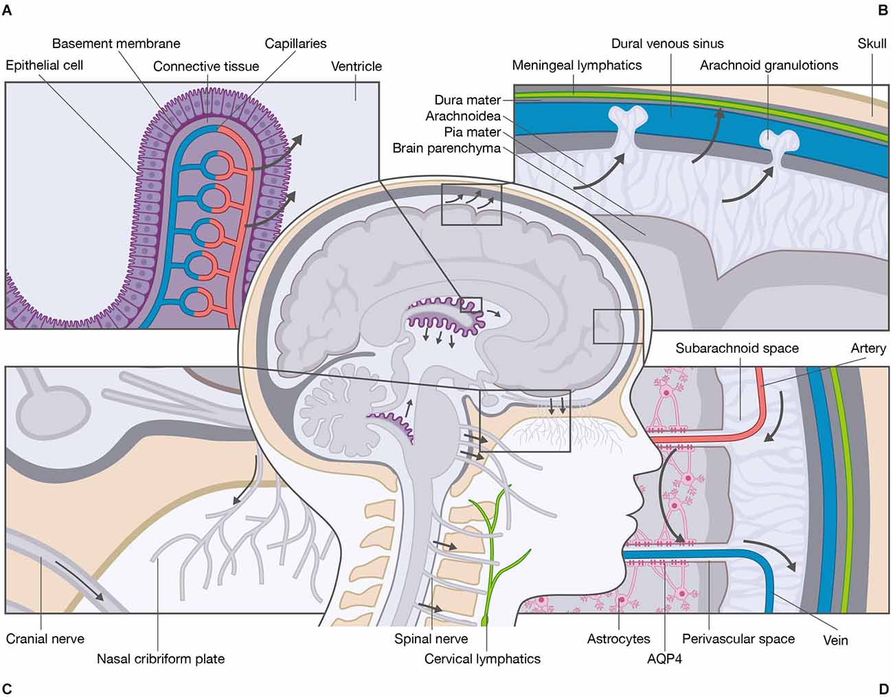 Cell-Chex Cerebrospinal & Body Fluid Control - Streck