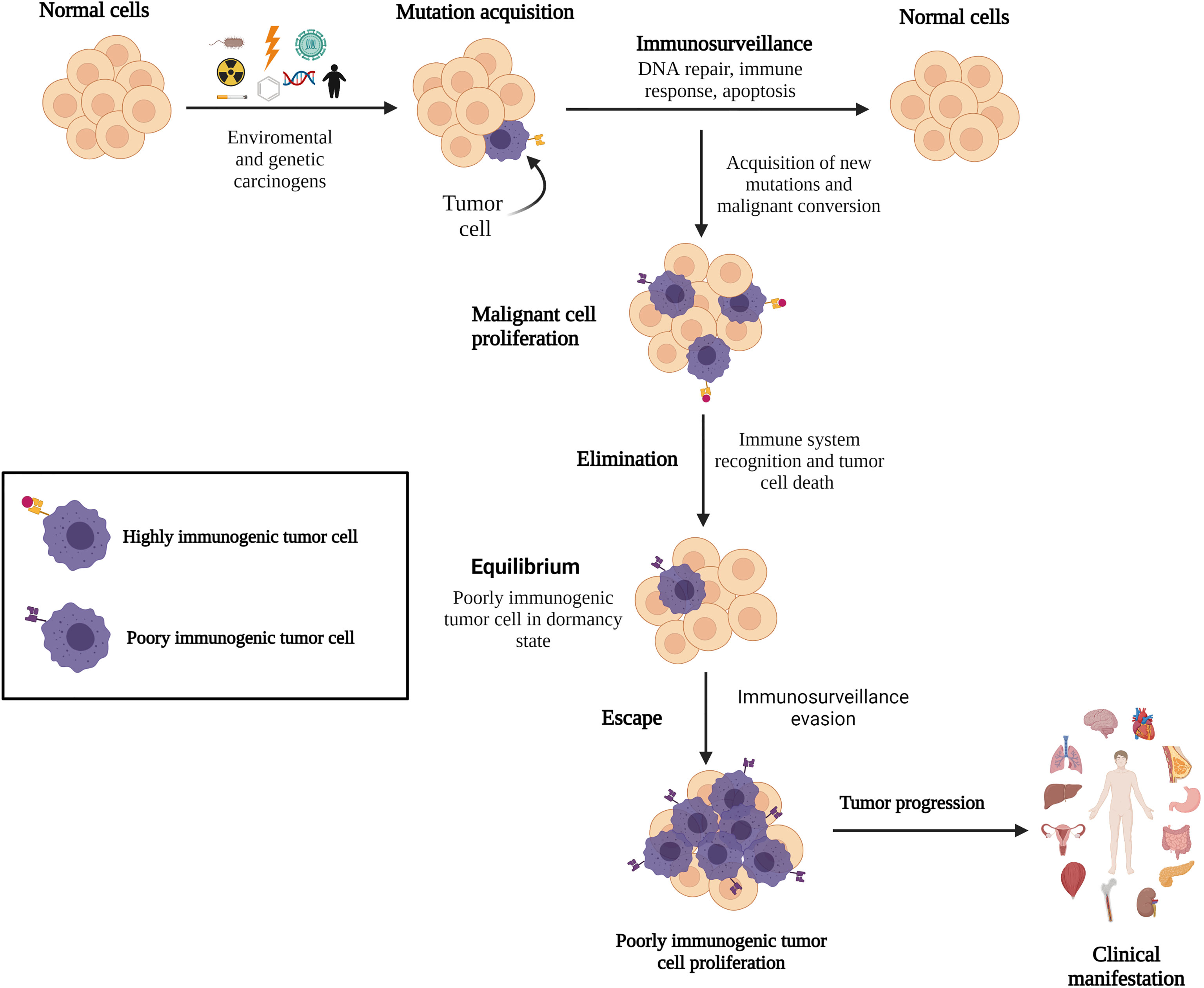 Study reveals insights into how cancer cells evade treatment