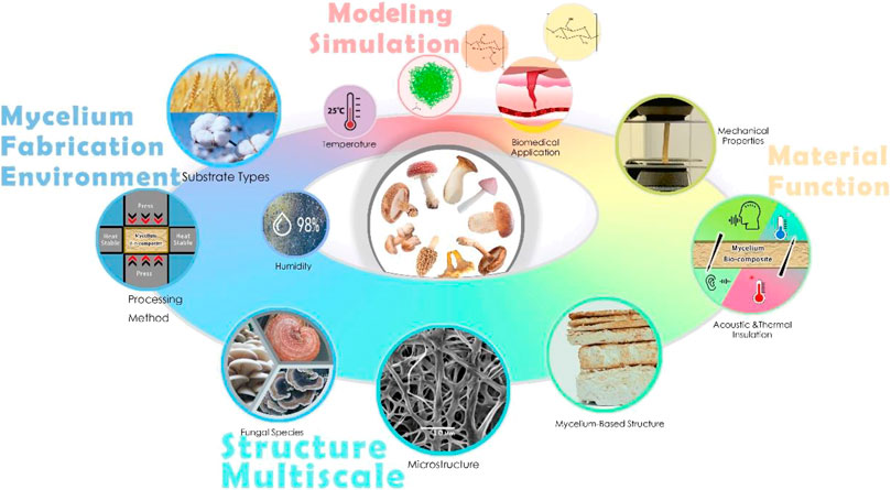 3 Surprising Uses of Mycelium - Mycelium Usage and Benefits