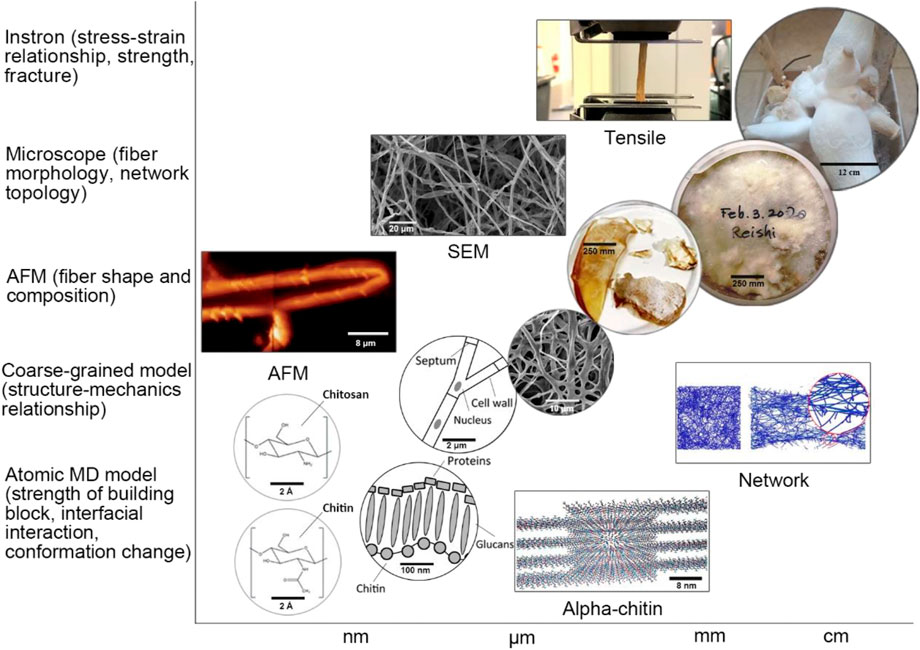 Frontiers  Material Function of Mycelium-Based Bio-Composite: A Review