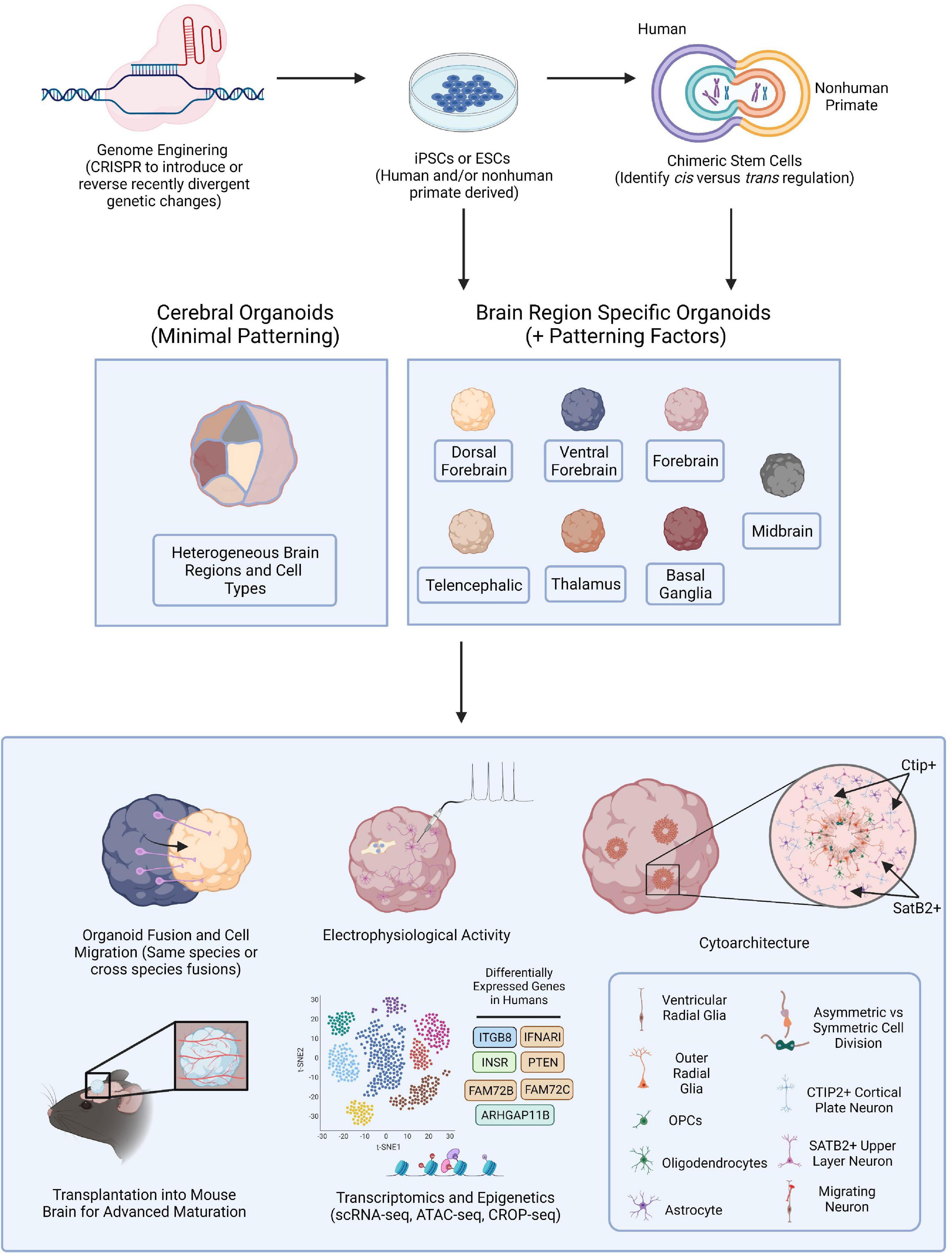 Actuation enhances patterning in human neural tube organoids