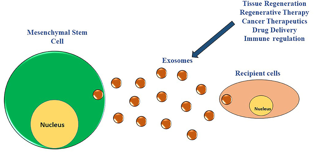 www.frontiersin.org