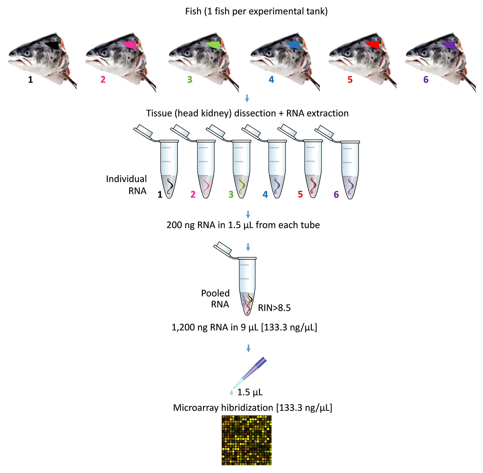 Frontiers  A Bioactive Extract Rich in Triterpenic Acid and Polyphenols  from Olea europaea Promotes Systemic Immunity and Protects Atlantic Salmon  Smolts Against Furunculosis