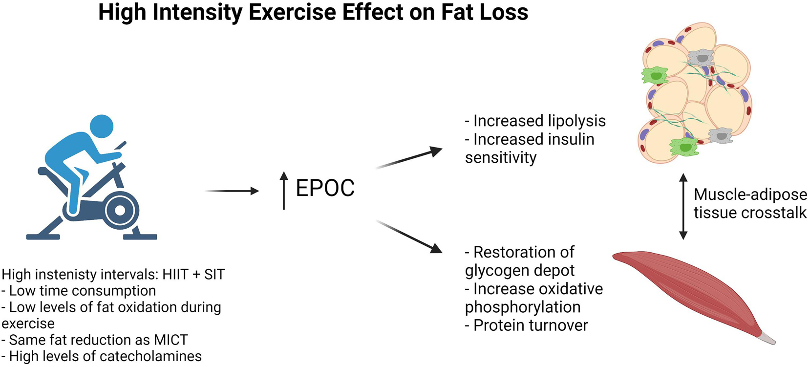 Boosted fat metabolism potential