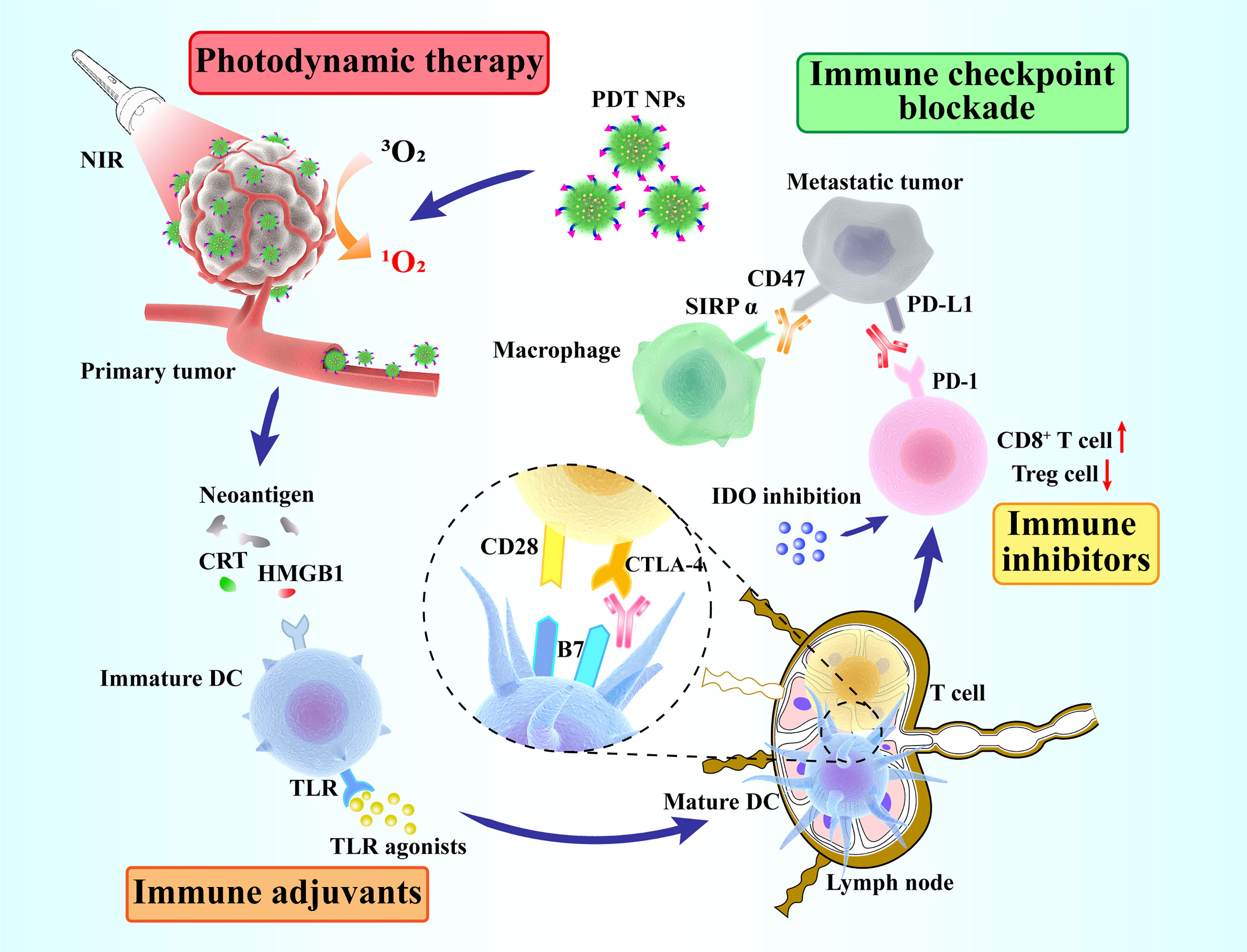 Frontiers | Current Strategies for Tumor Photodynamic Therapy 