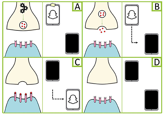 Figure 1 - Neurons communicating via chemical messengers can be compared to sending a snap.