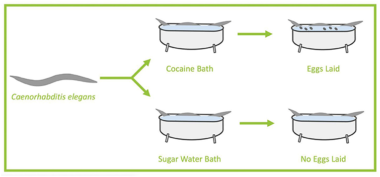 Figure 2 - In our first experiment, we tested the effect of cocaine on worm egg laying.