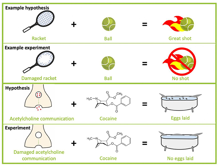 Figure 3 - In our second experiment, we tested cocaine’s interaction with acetylcholine.