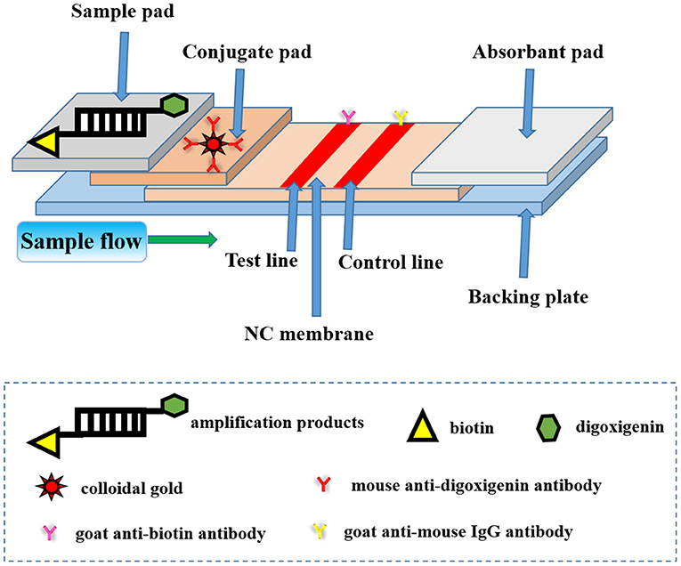 Rapid One-Pot Detection of SARS-CoV-2 Based on a Lateral Flow