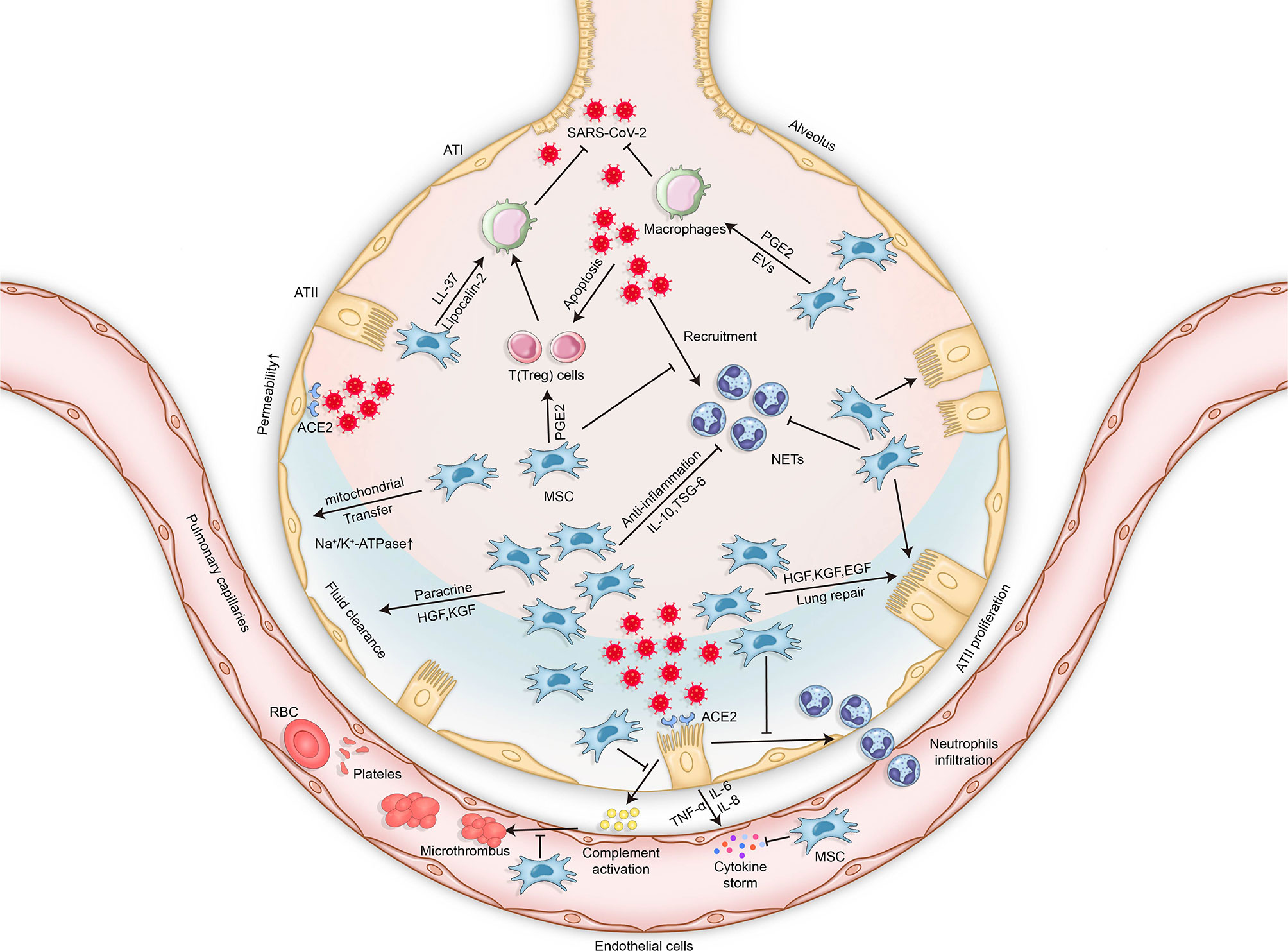Frontiers | Current Status of Cell-Based Therapies for COVID-19 