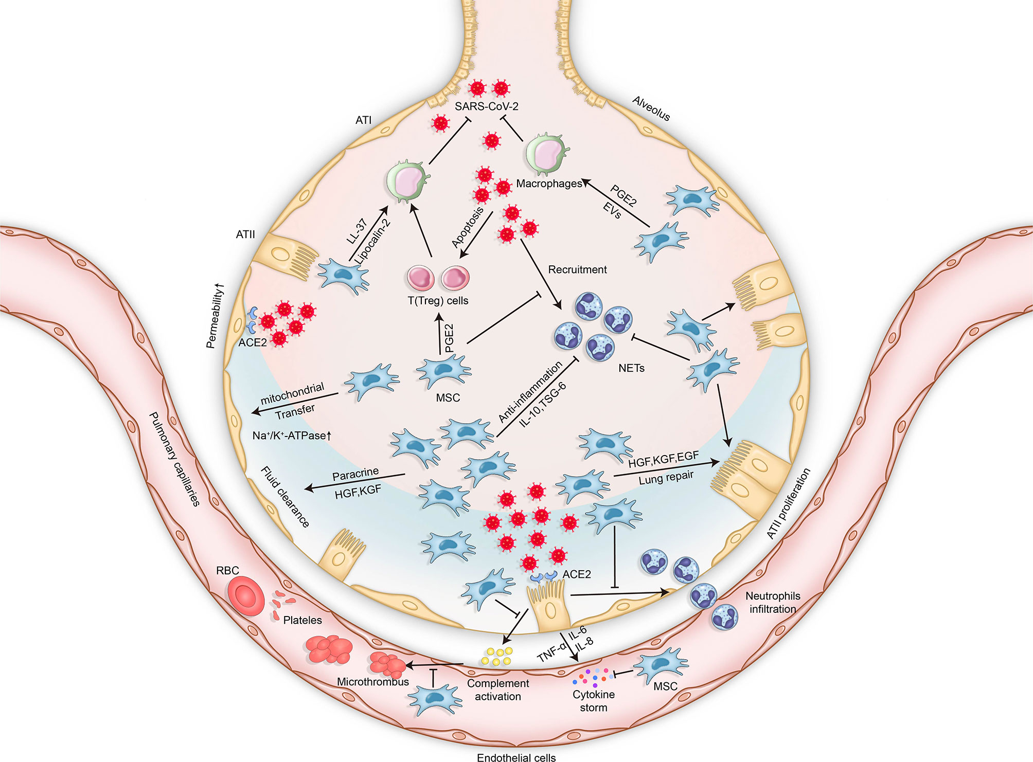 Frontiers | Cytokine storm-calming property of the isoquinoline alkaloids  in Coptis chinensis Franch