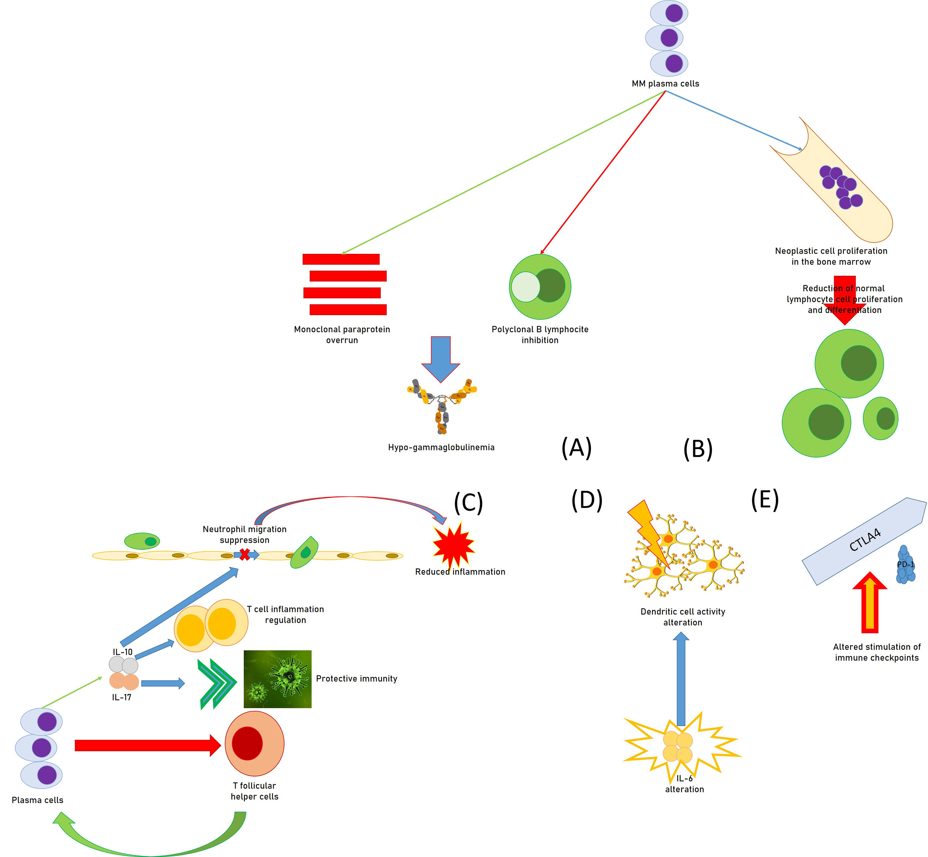 Differential CaKAN3-CaHSF8 associations underlie distinct immune