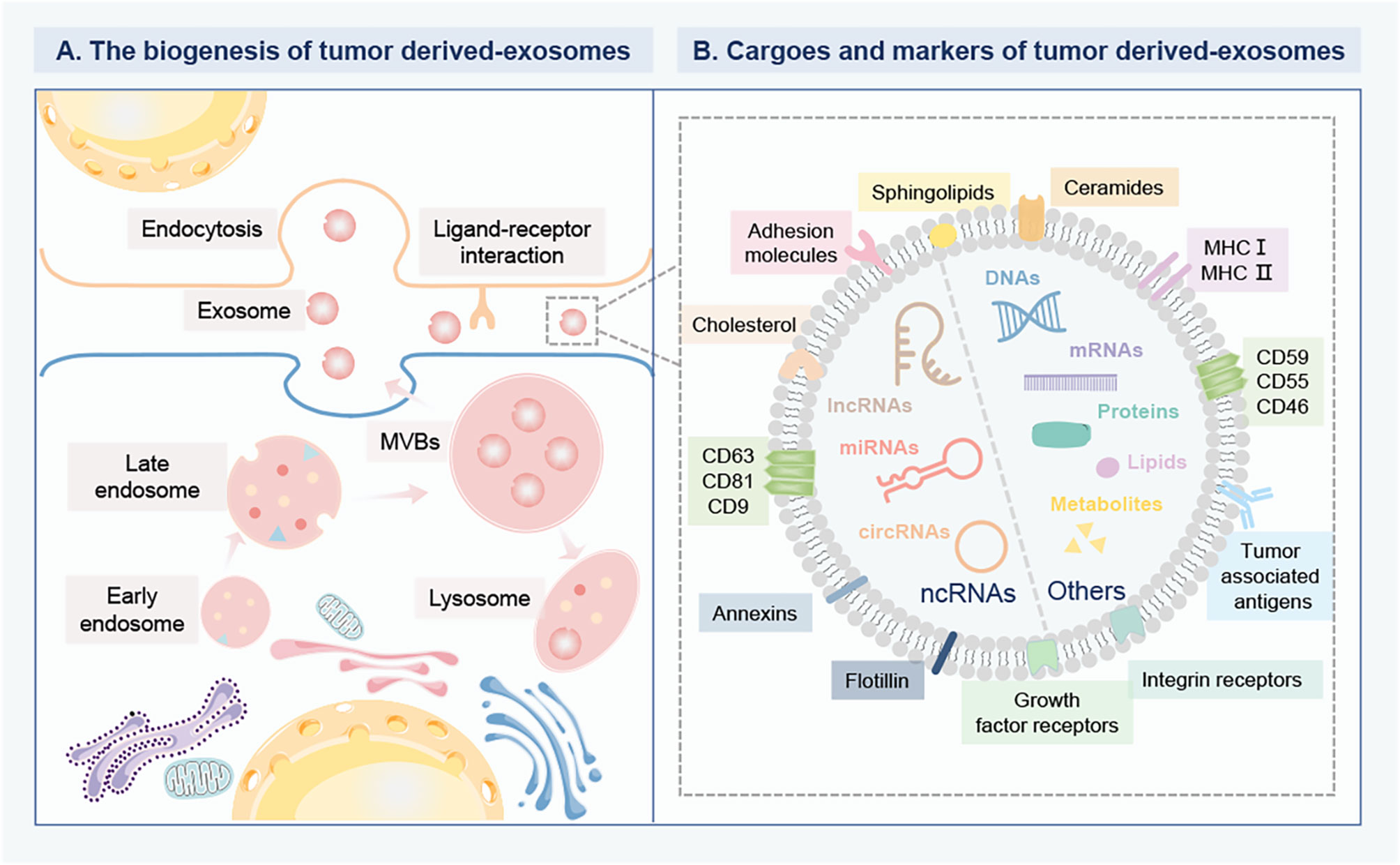 Frontiers | tumor-derived exosomal non-coding rnas: the emerging
