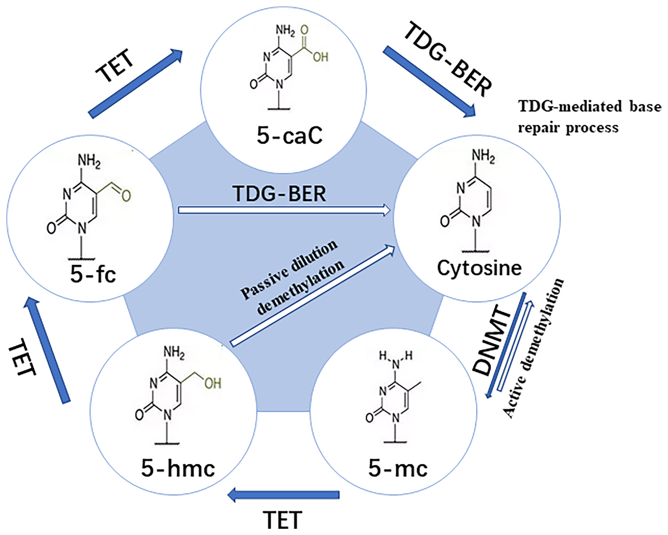 PDF) ZBTB12 DNA methylation is associated with coagulation- and