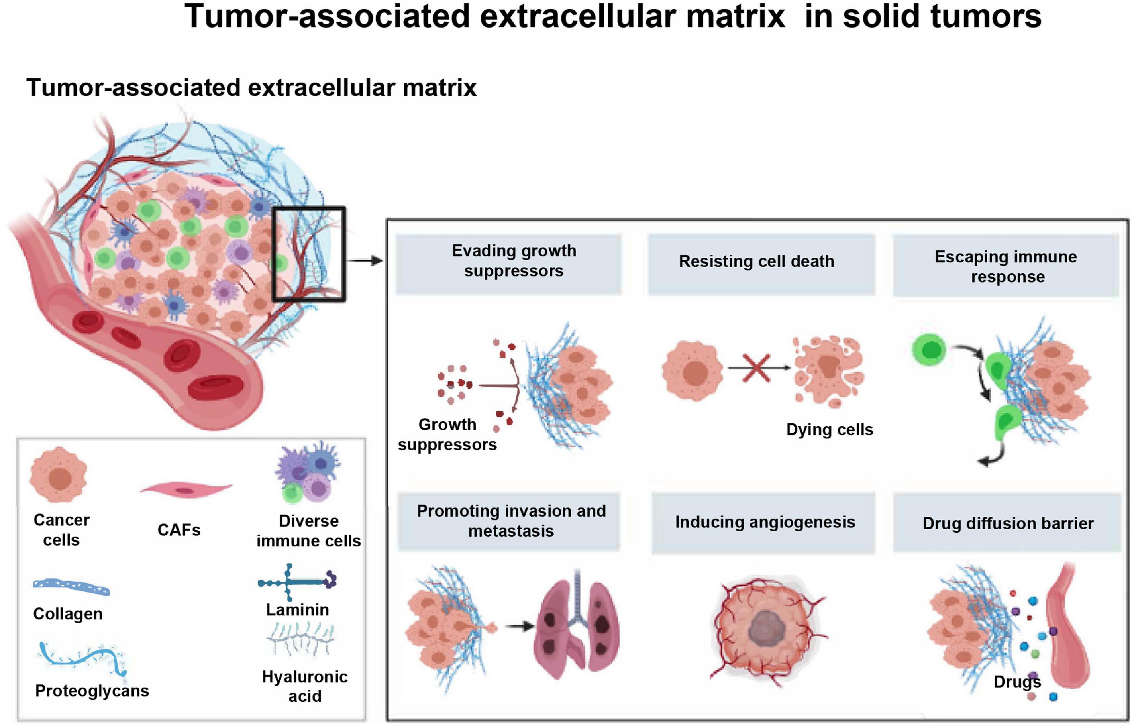 Frontiers Tumor Associated Extracellular Matrix How To Be A Potential Aide To Anti Tumor