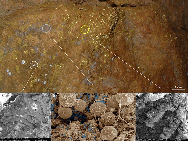 Figure 3 - Diverses communautés microbiennes se trouvent sur les parois de la grotte d’Altamira, en Espagne.