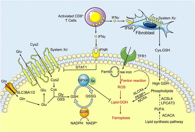 Studying the potential of upregulated PTGS2 and VEGF-C besides