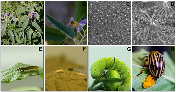 Figure 1 - (A) Picture of silverleaf nightshade (SLN) plants sprouted in the field as weed.