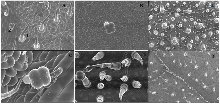 Figure 2 - SEM image of (A) bottle gourd at 400× magnification, showing non-glandular (1) and glandular (2) trichomes.