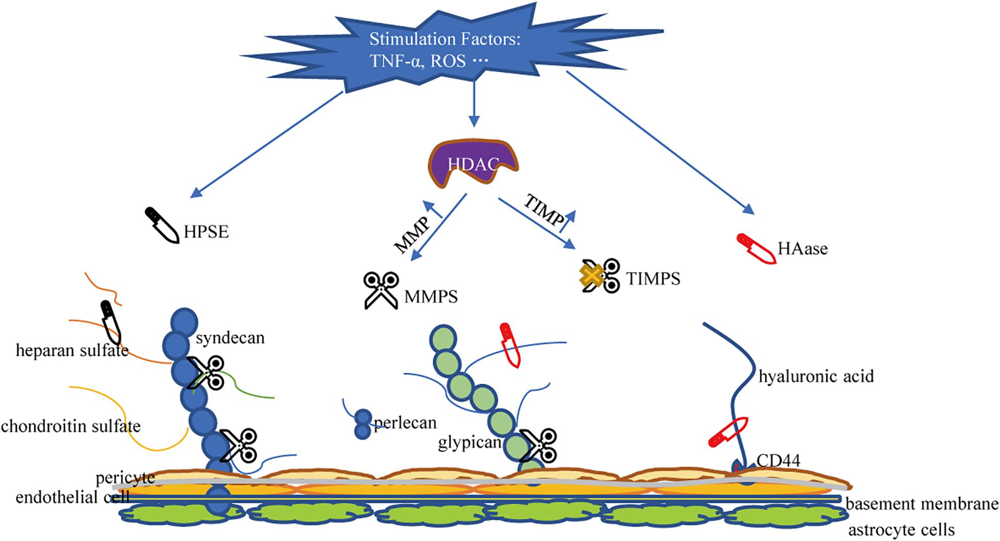 Frontiers The Structure and Function of the Glycocalyx and Its