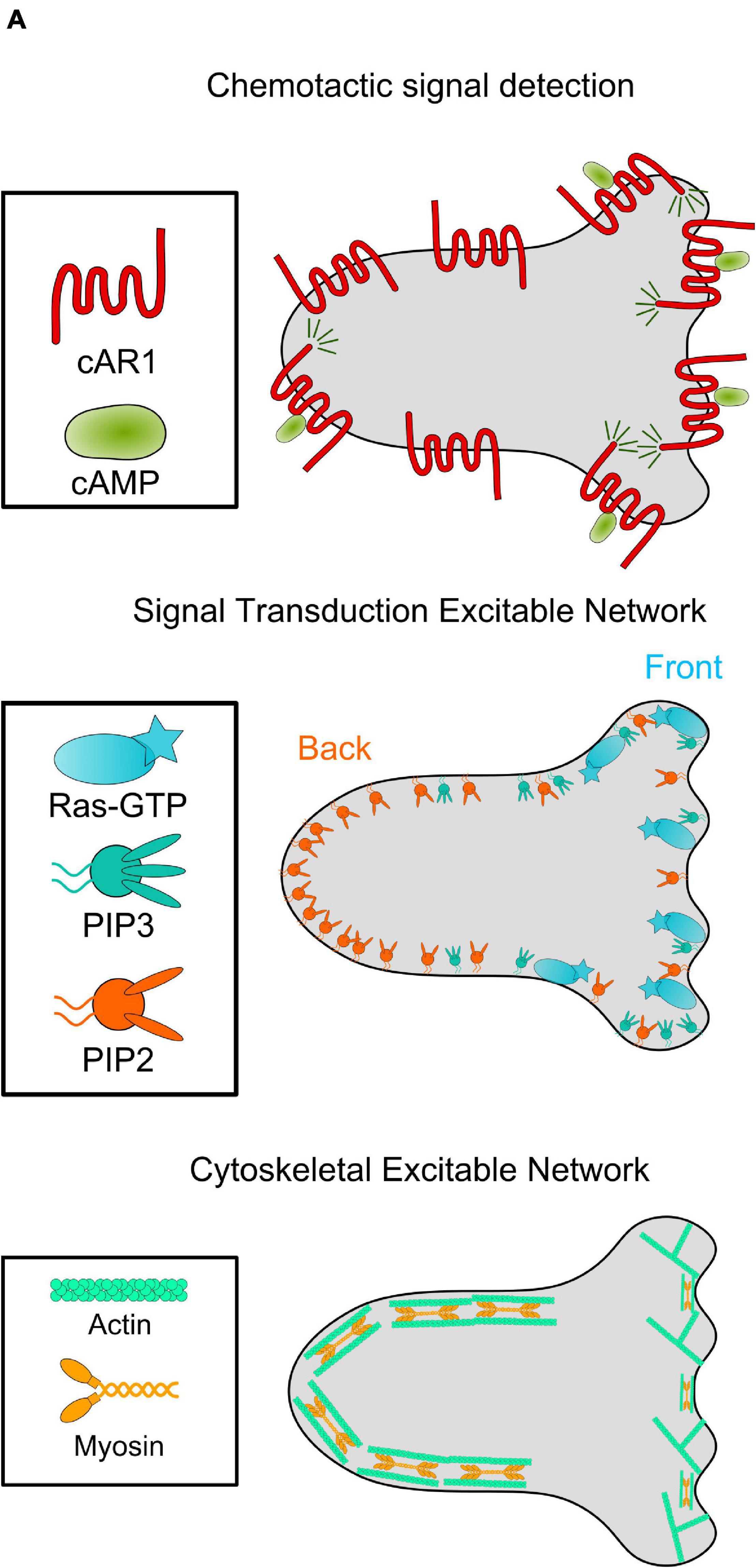 Frontiers  Live-cell analysis framework for quantitative phase