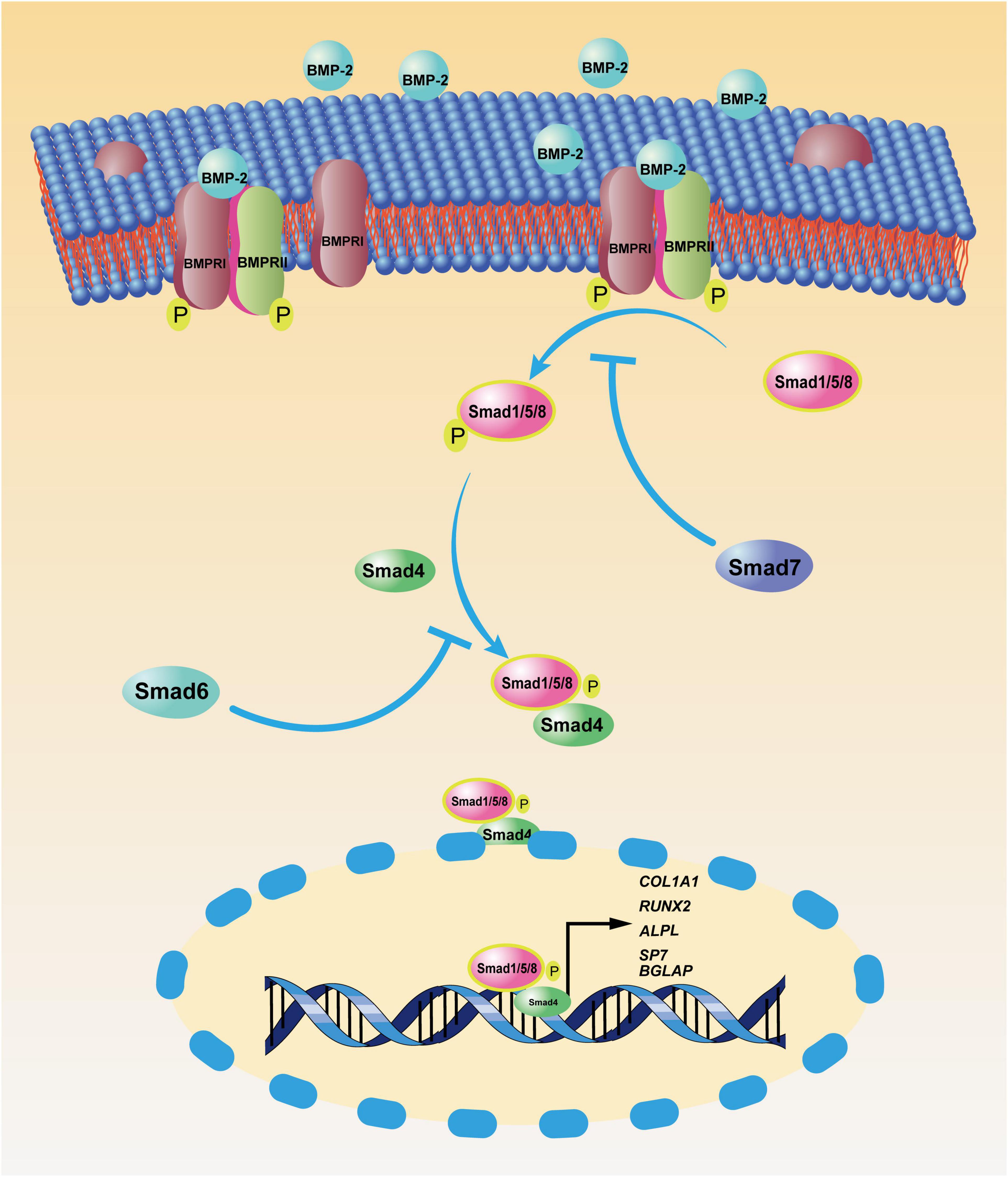 The effects of genetic overexpression of Smad1 within osteoblast on