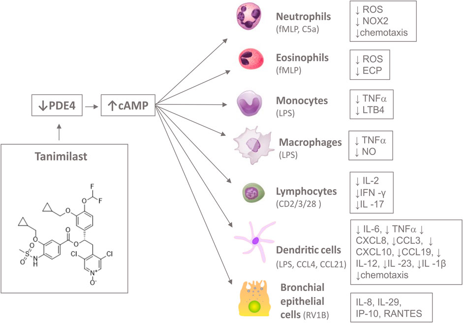 syre riffel sommer Frontiers | Tanimilast, A Novel Inhaled Pde4 Inhibitor for the Treatment of  Asthma and Chronic Obstructive Pulmonary Disease