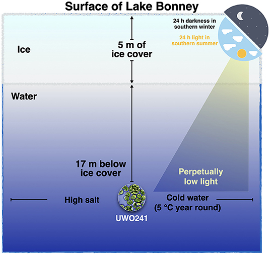 Figure 3 - Environmental conditions in Lake Bonney.